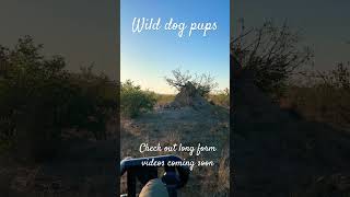 Wild dog Den site #africa #wildlife #animal #krugersafari #africansafari