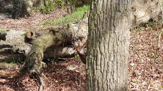 La vallée du Goëlo Ploufragan Côtes d'Armor Ecureuil roux