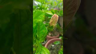 rare buds #hibiscus #gumamela #lovelyflower #rare #blooming #shortsfeed