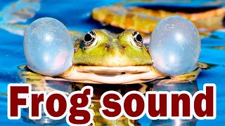 Frog sound. 🐸 Sound effect. Animals