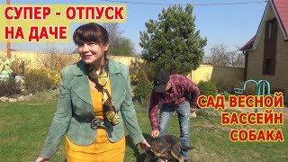 Отпуск на даче. Наша дачная жизнь. Наш сад, бассейн и собака. Дачный ВЛОГ.