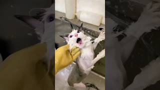 Funny cats 😂 episode 12 #shorts