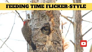 Northern Flicker Feeds Pair of Hungry Youngsters