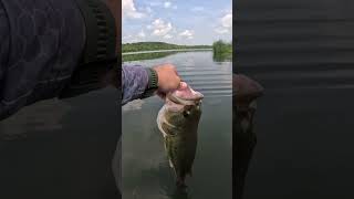 Big bass swimming off strong! #fishing #yakrods #bigfish #kayakfishing #bass #fish #bfsfishing