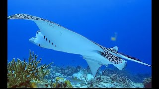 Scuba diving across the Caribbean  2022,  93 dives,  A  2 hour underwater relaxation video in 4K.