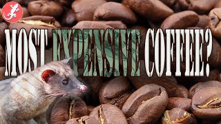 Why Is Civet Poop Coffee So Dang Expensive?