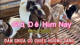 Giá Dê Hôm Nay 19/12/2022 Vẫn Chưa Có Chiều Hướng Tăng / Nongdan85