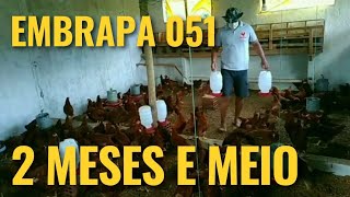 EMBRAPA 05I com 2 MESES e meio. Dá certo criar POSTURA e ABATE ao mesmo tempo? #galinhacaipira