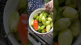 Verduras da dona Neves.