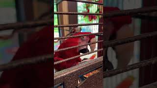 How to stop your bird from SCREAMING! Just give them watermelon it works with these two #macaw