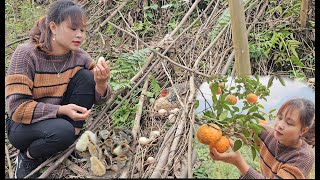 Challenge Find egg-laying chickens in the forest, harvest cabbage and pick oranges to sell