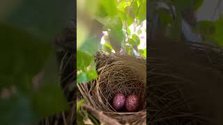 Cockatiel watching wild bird nest & eggs #cockatiel #wildbirds #cute #nest #bulbul #eggs #wildlife