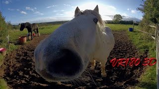 VR180 3D HORSES SUNSET