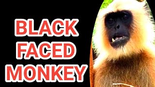 Black Faced Monkey।।      #Shorts