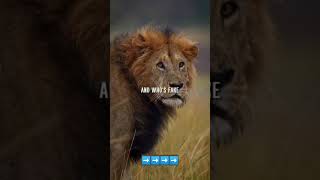 #lion #quotations #motivational #trendingshorts #viralvideo #quotes #freepalestine