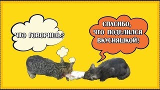 Кошечки ни как не могут поделить рыбку)