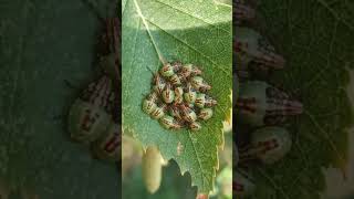 bug Elasmucha sp. is sitting on the #birch