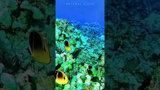 "Rainbow Fish: Nature's Color Palette"🐡🐠🦈🐳🐋#short#shorts#viral#shortsvideo #youtubeshorts #fish