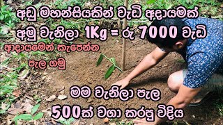 Vanilla cultivation in Sri Lanka | වැනිලා වගාව මුල සිටම | Ceylon Vanilla