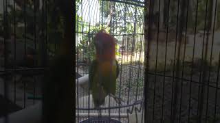 lovebird amatir