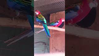 Rosella parrot vlogs my YouTube channel subscrabe🙏🙏