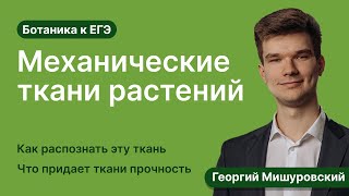 7.8. Механические ткани | Ботаника к ЕГЭ | Георгий Мишуровский