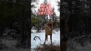 Buck Sheds Antler: Whitetail Deer Viral Video #shorts