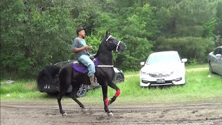 High Stepping Tennessee Walking Horses of Texas