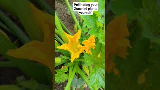 How to self-pollinate your Zucchini plants. #garden