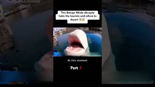 Part 1 of This Beluga Whale abruptly halts the tourists and refuse to depart 😱😱 #Beluga #Animals