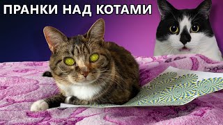 СМЕШНЫЕ РОЗЫГРЫШИ ДЛЯ КОТОВ! КОТ Малыш и КОШКА МУРКА и НОВЫЕ ПРИКОЛЫ ! 4 Способа ПРАНКАНУТЬ КОШКУ