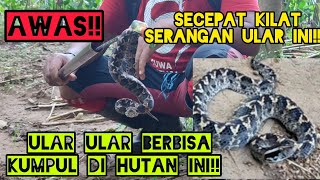 Jejak Ular King Cobra di temukan!! Ular tanah mematikan ganti kulit di kebun warga!!