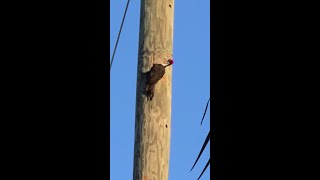 Pileated Woodpecker vs a utility pole