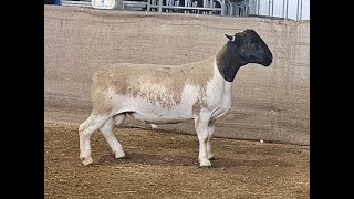 Lot 54 Tag 230972 T4