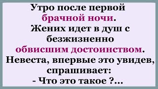 Жених идёт в душ с безжизненно обвисшим...   Подборка смешных анекдотов.