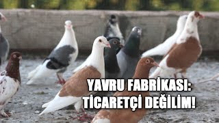 TEK DAM, 4 KÜMES: TİCARET İÇİN YAPMIYORUM! (ÇİKE)