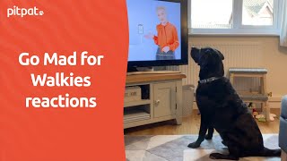 Go Mad For Walkies reactions - PitPat Dog Activity Monitor - #madforwalkies