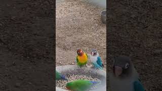 sweetest lovebirds #lovebirds #birds #viral  #trending #trendingshorts #viralshorts #lovebird