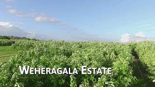 Best Life Plantation - Weheragala Estate