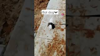 Chihuahua bat dog 🦇❤️ #shorts #youtubeshorts