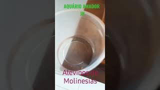 Nasceram os alevinos de Molinesias 😍😍😍