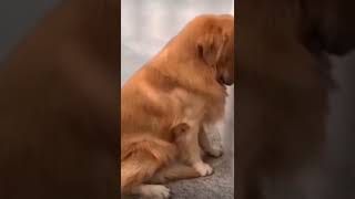 FUNNY DOG VIDEOS 😂 🐶 EN KOMİK KÖPEK VİDEOLARI #shorts #best #funnydog