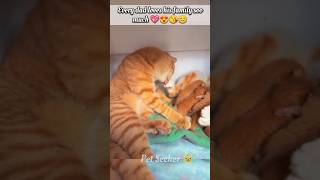 Dad cat loves his family soo much😍😘#cat #catvideo #catshorts #cutecat #shortsfeed #catlover #kitten