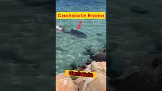 Cachalote Enano: La Ballena Menos Conocida #shortvideos #facts #hechos #shorts #ytshorts #ytviral