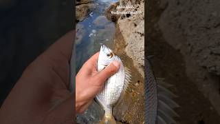 || fish rescue 🐟|| #nature #fish #shorts #fishrescue #youtubeshorts #viral #trending #short