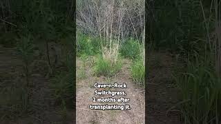 Transplanting Clumps of Switchgrass - Will it Survive?