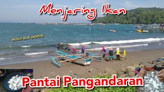 Menjaring Ikan Dapat Anak Pepetek di Pantai Pangandaran