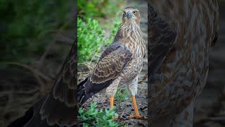 Beautiful Eagle 🦅 Bird #shorts #shortvideo #eagle #eagles #falcon #shaheen #hawk #birds#shikra