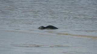 Grey Seal by the River Thames near Crossness.