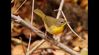 COMMON YELLOWTHROAT, BLACKPOLL, RED EYED VIREO, YELLOW RUMPED   CC